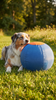 Herdgy Herding Ball